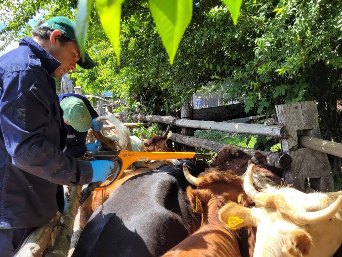 Ñuble inicia temporada de veranadas en El Carmen con estricto control sanitario