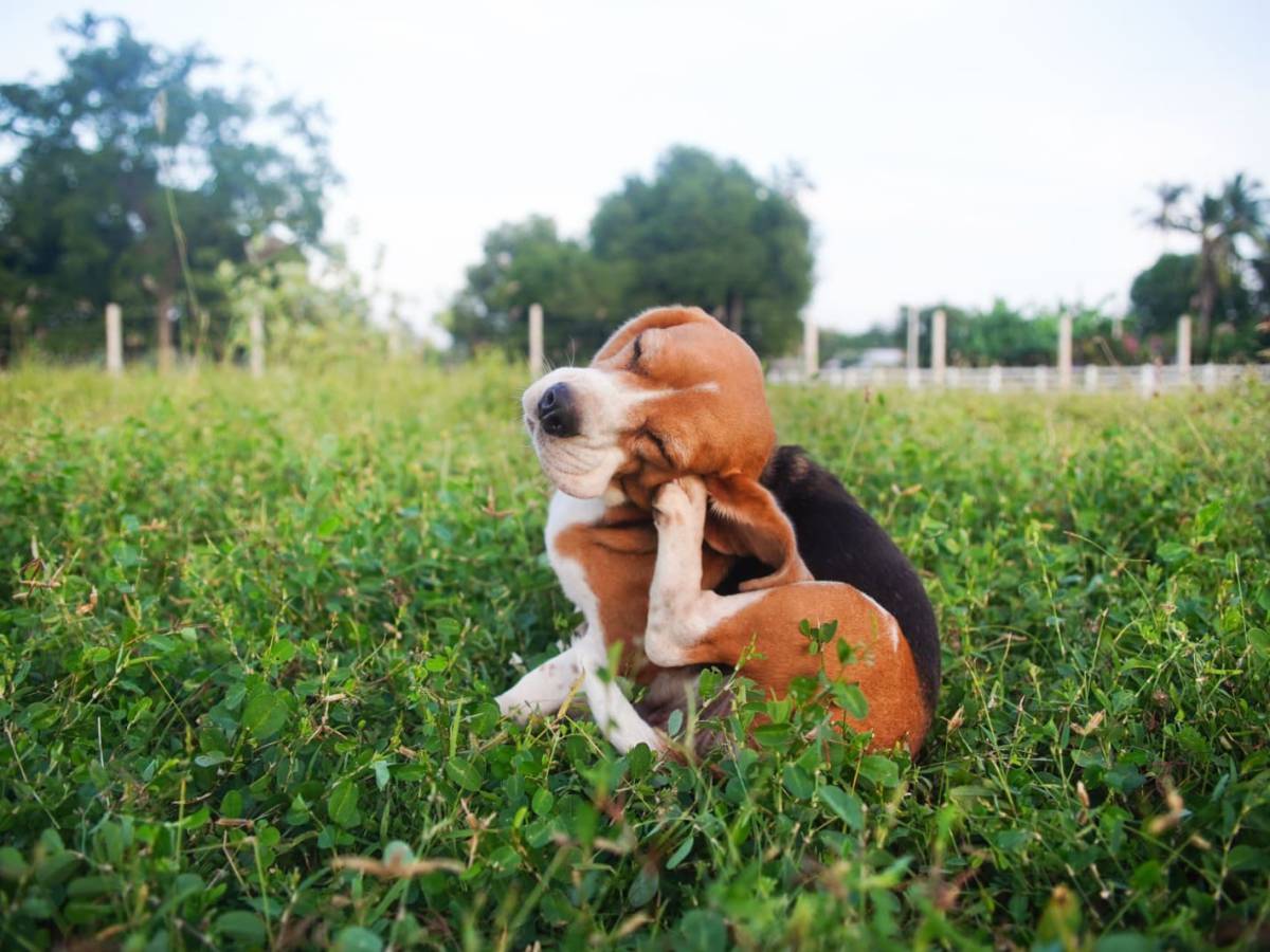 Verano y pulgas: Lo que hay que saber para evitar que aparezcan en mi perro o gato