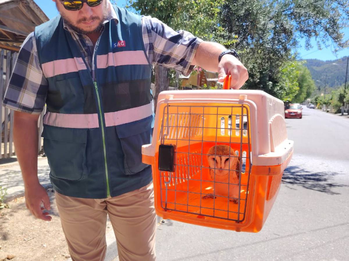 operativo de sag y bomberos de ninhue rescatan ejemplar de lechuza en incendio