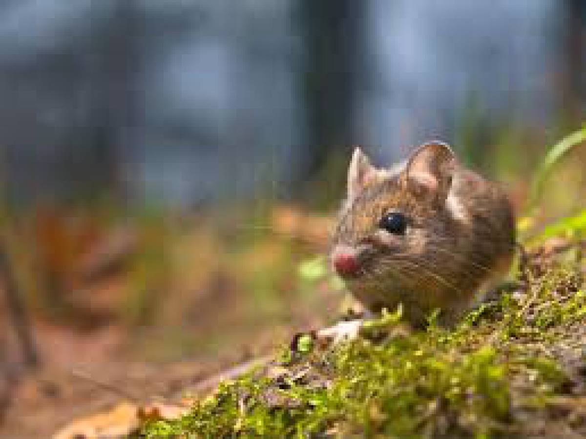 Seremi de Salud confirma nuevo caso de Hantavirus en la Región de Ñuble