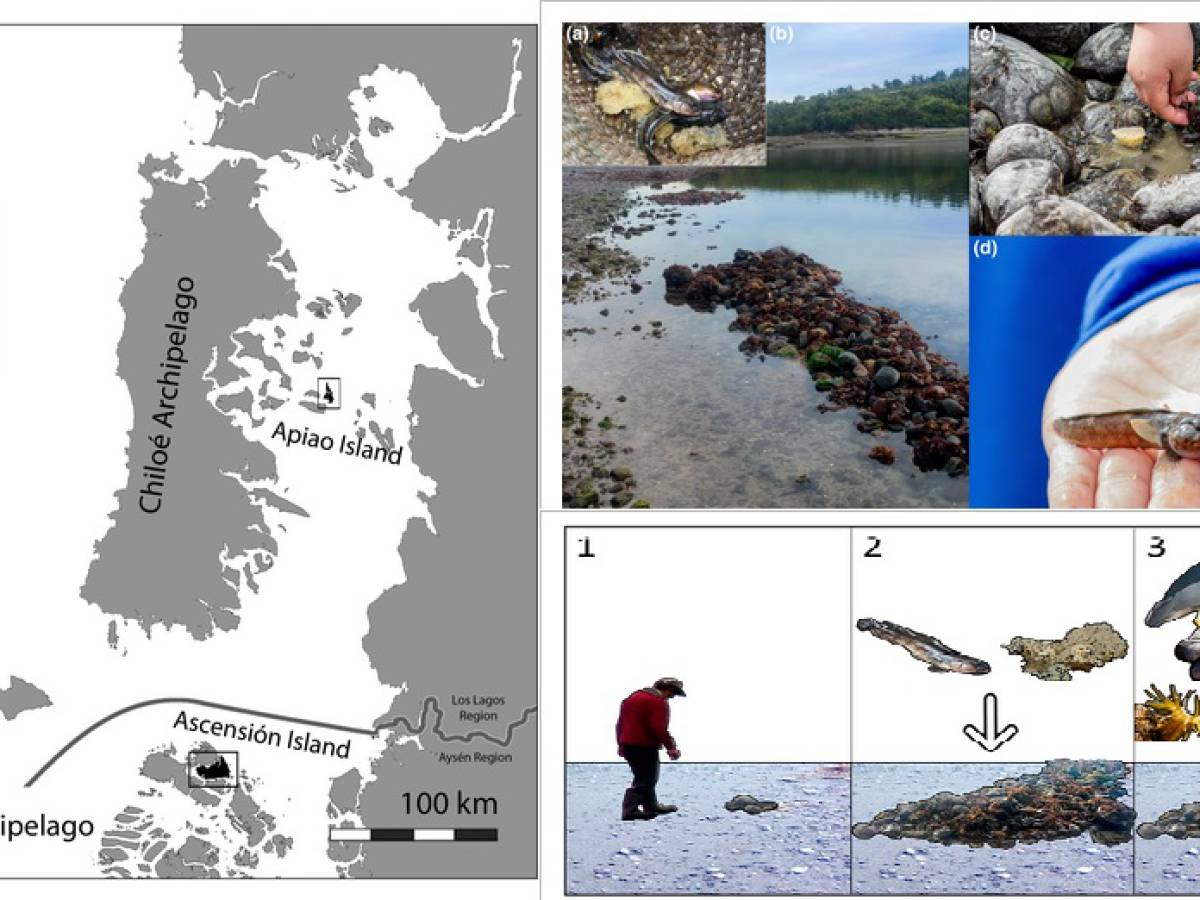 Patagonia ancestral: Revista científica destaca cómo las prácticas indígenas reviven ecosistemas marinos