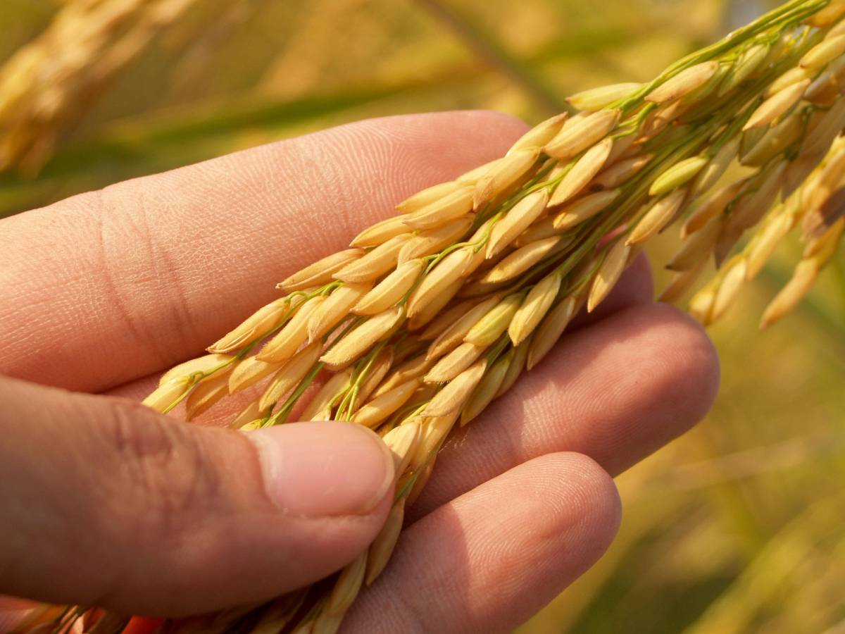 Nutricionista advierte sobre presencia de arsénico en arroz y enseña a reducir su consumo