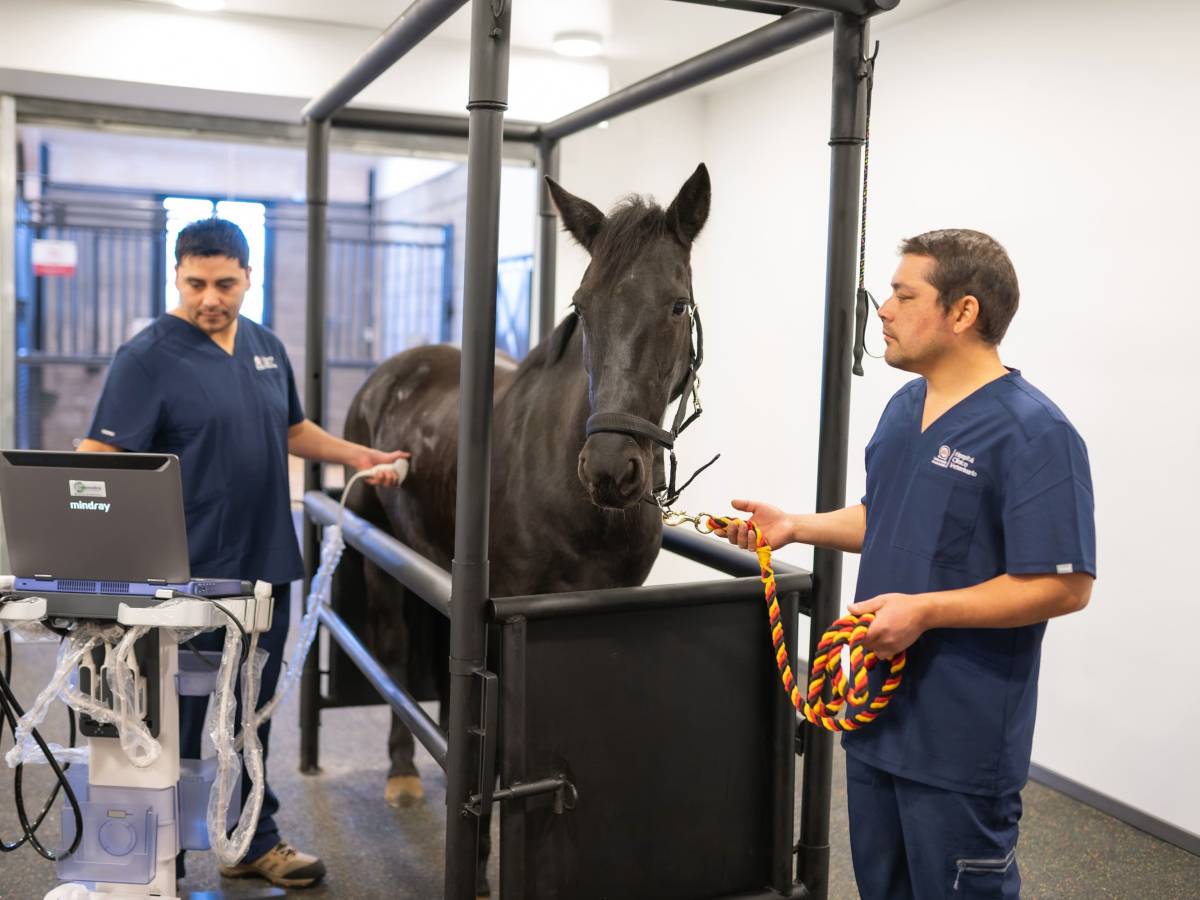 Hospital Veterinario de U. Andrés Bello inaugura unidad de equinos con altos estándares de infraestructura y tecnología