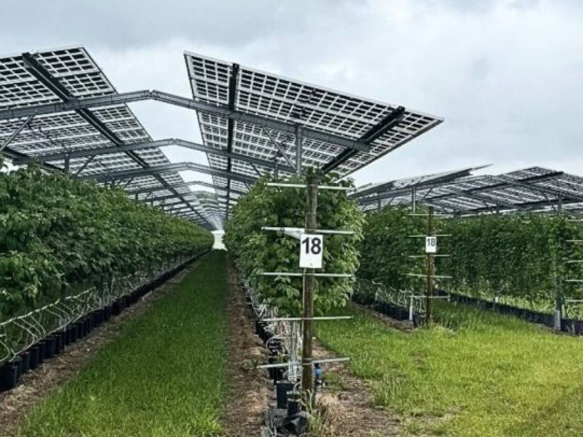 Paneles solares agrofotovoltaicos llegan a Ñuble para enfrentar la reducción de suelo agrícola