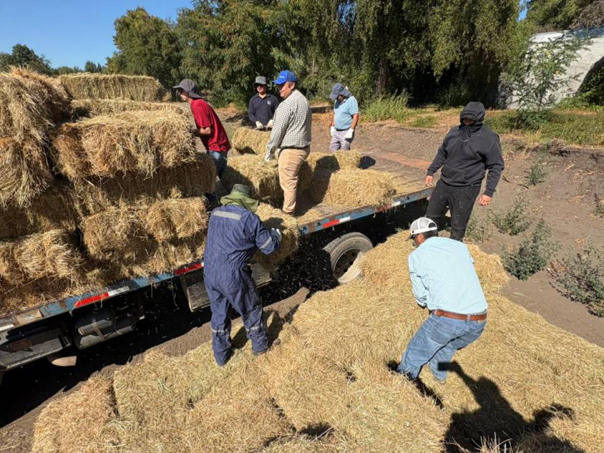 600 fardos llegan a comunas de Ñuble para asegurar alimentación animal tras incendios forestales